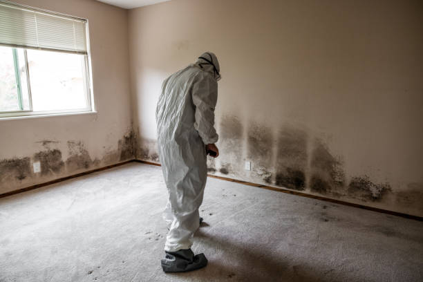 Professional Mold Inspection, Removal & Remediation in Star, ID